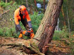 Trusted Lake Nacimiento, CA Tree Removal and Landscaping Services Experts